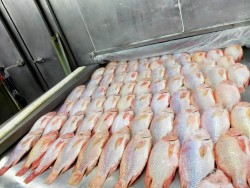 Cá Diêu Hồng xuất khẩu thumb